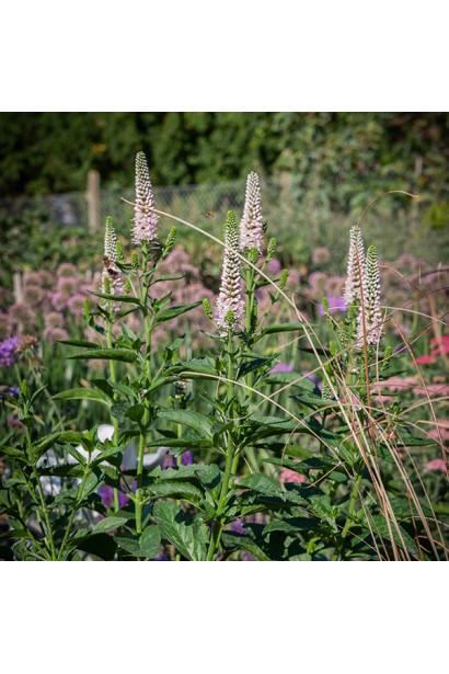 Вероніка колосиста Фірст Чойс (світло-рожева)